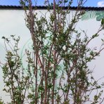 Granátovník púnsky (Punica Granatum) ´SALAVATSKI´ - výška 290-320 cm, kont. C70L (-18°C) - VIACKMENNÝ